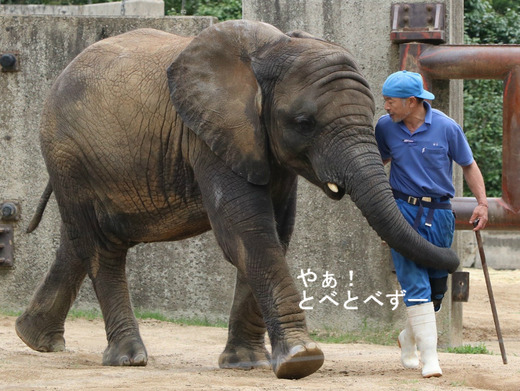 とべ動物園アフリカゾウのブログ:やぁ!とべとべずー