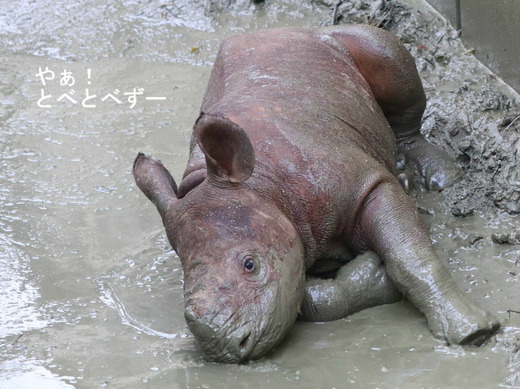 ヒガシクロサイの赤ちゃん＠愛媛県立とべ動物園
