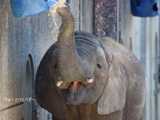 とべ動物園ブログ:砥愛、まんぷく、リュウト、ララ、イオ