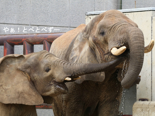 とべ動物園アフリカゾウのブログ：やぁ！とべとべずー