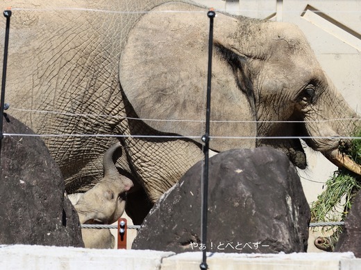 マルミミゾウの赤ちゃんとメイお母さん