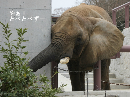 とべ動物園アフリカゾウ：リカ母さん（メス、推定31歳）