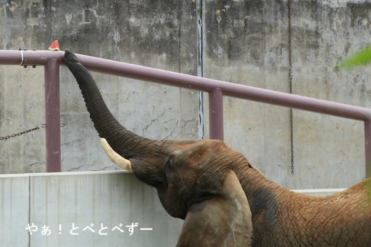 多摩動物公園の砥夢くんのお母さん:リカさん