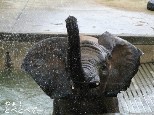 とべ動物園アフリカゾウ：アフ、リカ、媛、砥夢、砥愛