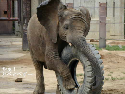 とべ動物園アフリカゾウのブログ：やぁ！とべとべずー