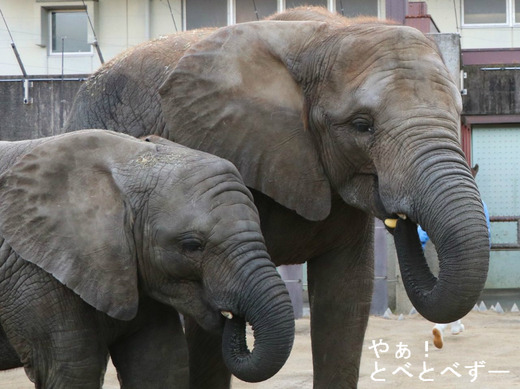 とべ動物園アフリカゾウのブログ：やぁ！とべとべずー