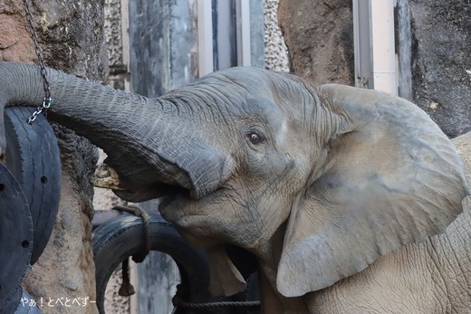 とべ動物園アフリカゾウのブログ:やぁ!とべとべずー