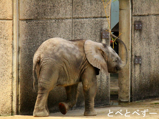 アフリカゾウの写真満載のブログ：やぁ！とべとべずー