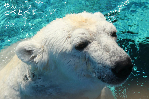 人工哺育の育ての親、飼育員の高市さんを見つめるピース
