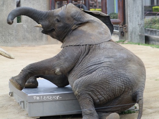 とべ動物園アフリカゾウ:アフ、リカ、媛、砥夢、砥愛