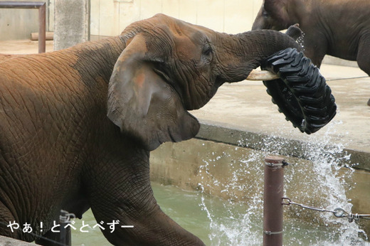 アフリカゾウの写真満載のブログ：やぁ！とべとべずー