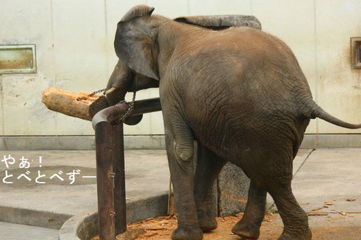 とべ動物園アフリカゾウの子象の砥愛ちゃんのお姉さんゾウの媛