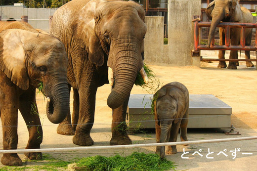 とべ動物園アフリカゾウのファミリー：アフ、リカ、媛、砥愛