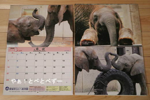 とべ動物園カレンダー2020年アフリアゾウ