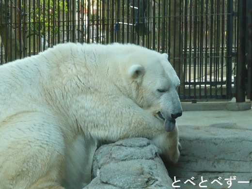 しろくまピース:愛媛県立とべ動物園
