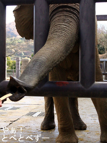 とべ動物園アフリカゾウのブログ：やぁ！とべとべずー