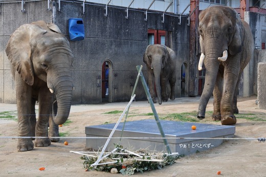 とべ動物園アフリカゾウ：アフ、リカ、媛、砥夢、