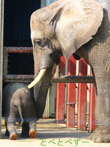 とべ動物園ゾウのブログ:やぁ!とべとべずー与茂駄くあとろ