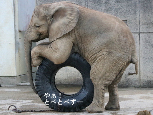 とべ動物園アフリカゾウのブログ：やぁ！とべとべずー