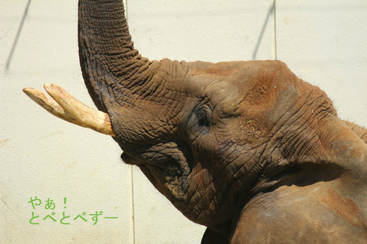 とべ動物園アフリカゾウのブログ：やぁ！とべとべずー
