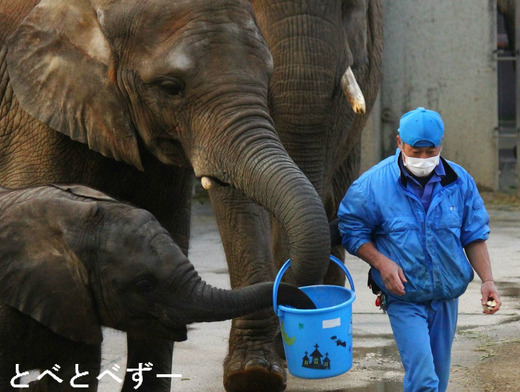 とべ動物園アフリカゾウの芸:バケツごはん