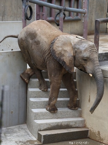 アフリカゾウ、サバンナゾウのブログ：やぁ！とべとべずー