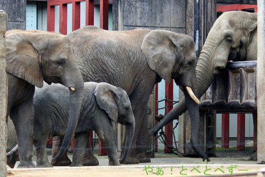 とべ動物園アフリカゾウの一家