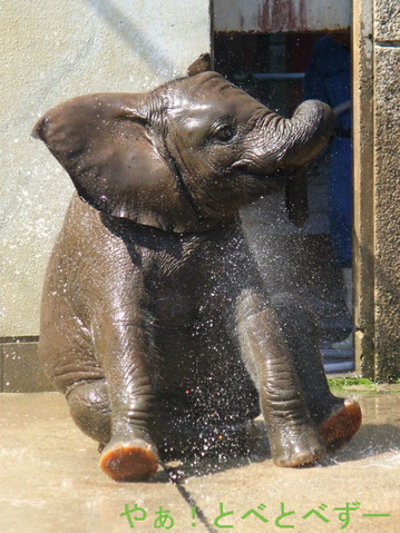 とべ動物園アフリカゾウのブログ:やぁ!とべとべずー