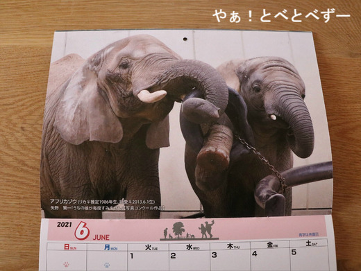 とべ動物園2021年カレンダー:6月はリカ母さんと砥愛ちゃん