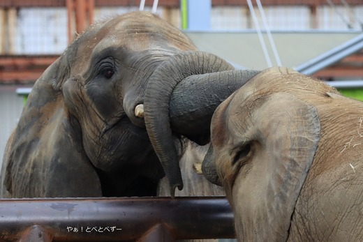 とべ動物園アフリカゾウ：アフ、リカ、媛、砥夢、砥愛