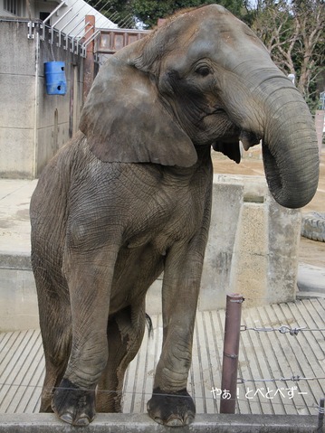 とべ動物園ブログ：媛、ララ、イオ、フー、ウララ、ルビー