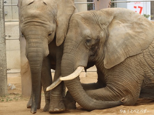 とべ動物園アフリカゾウ：アフ、リカ、媛、砥夢、砥愛