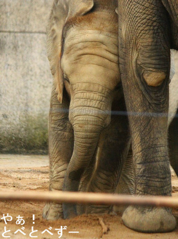 アフリカゾウの子象の砥愛(とあ)ちゃん、2歳