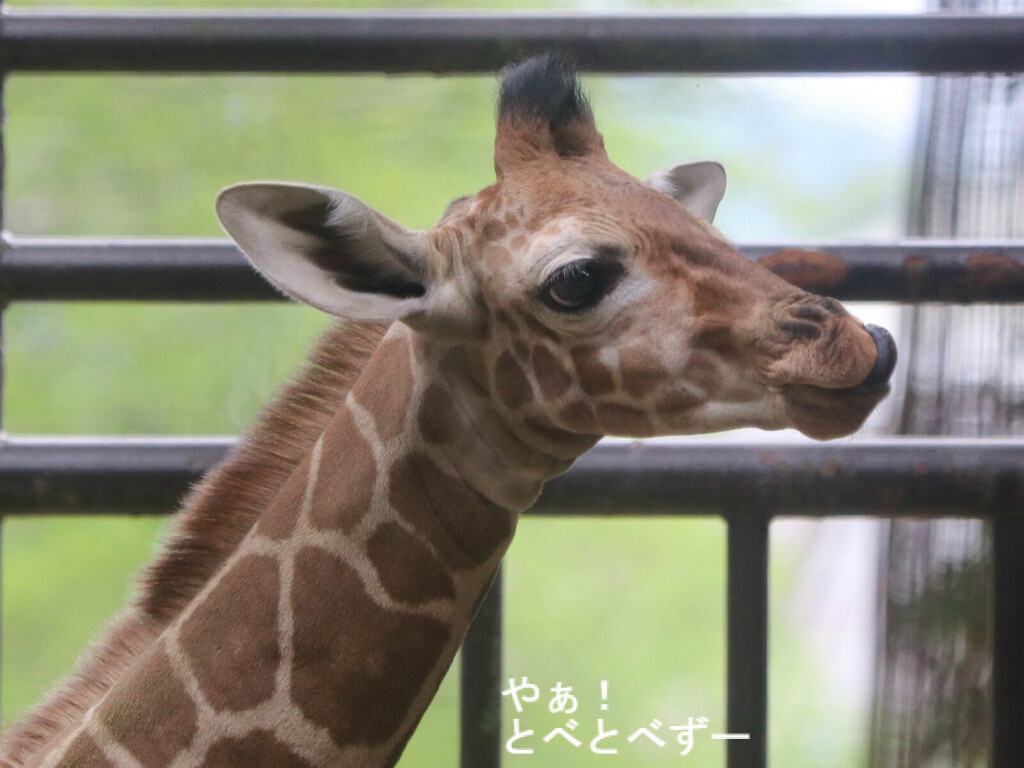 臨時増刊号 キリンの赤ちゃん誕生 やぁ とべとべずー与茂駄 よもだ くあとろ とべ動物園で暮らすアフリカゾウのブログ 臨時増刊号 キリンの赤ちゃん誕生 やぁ とべとべずー与茂駄 よもだ くあとろ とべ動物園で暮らすアフリカゾウのブログ