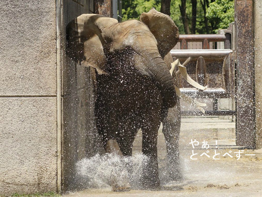 アフリカゾウ、アジアゾウ大好きブログ：やぁ！とべとべずー
