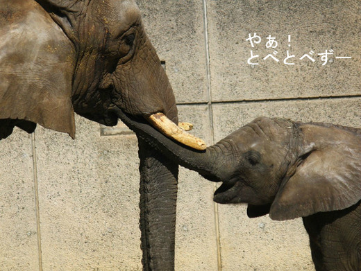 とべ動物園アフリカゾウの親子：リカ母さんと砥愛ちゃん