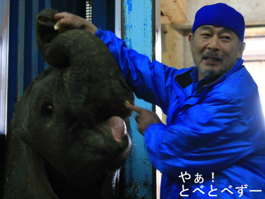 アフリカゾウのレジェンド飼育員・椎名修さんと赤ちゃん象