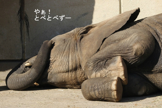 とべ動物園ブログ:媛、砥愛、ピース、柑太郎、砥々丸
