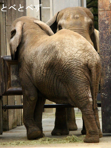 多摩動物公園に婿入りした砥夢（とむ）くんのお父さん、お母さん象