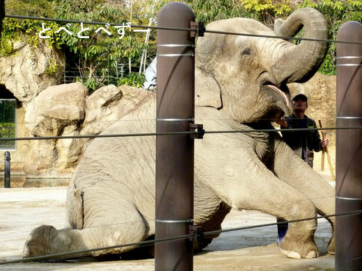 上野動物園2014：芸をするゾウ