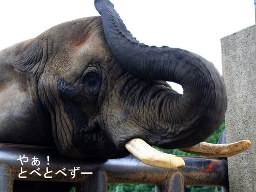 媛ちゃん、砥夢くん、砥愛ちゃんのお母さんゾウのリカさん