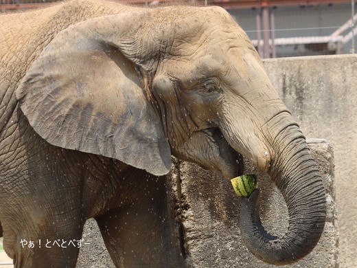 日本で初めて人工哺育で育った媛ちゃん：愛媛とべ動物園