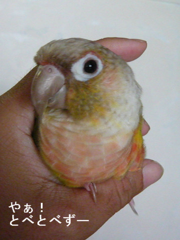 ウロコインコの『もみじ』さん