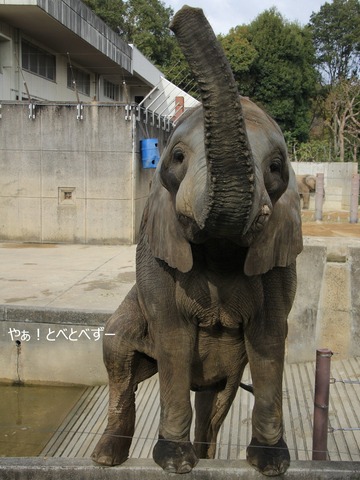 挨拶するアフリカゾウ：愛媛県立とべ動物園