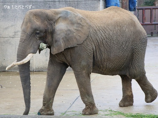 とべ動物園