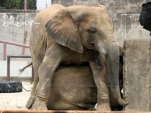 とべ動物園アフリカゾウ：媛ちゃん（メス、11歳）