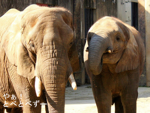 とべ動物園アフリカゾウ:リカさん(母)、媛ちゃん(長女)