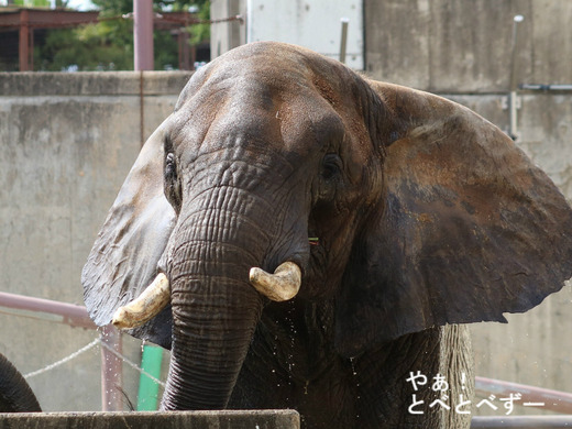 とべ動物園ブログ：リカ、ユカ、ラフ、杏子