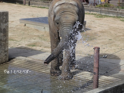 アフリカゾウの子象に水を掛けられた