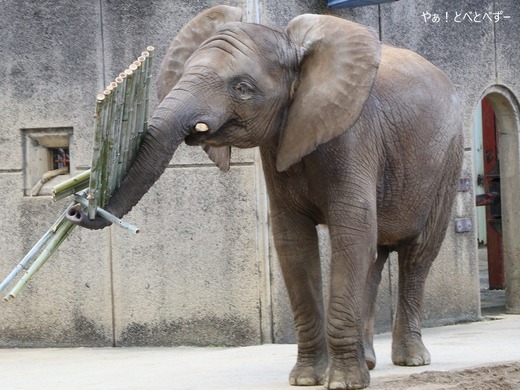 とべ動物園アフリカゾウ：アフ、リカ、媛、砥夢、砥愛